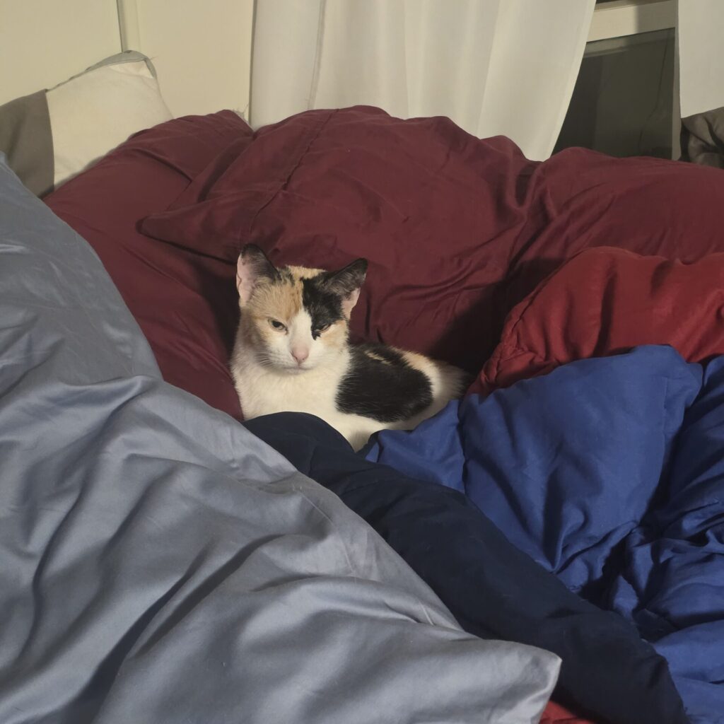 Sylph the Cat